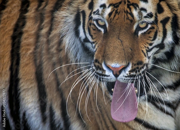 Fototapeta Tiger Tiger