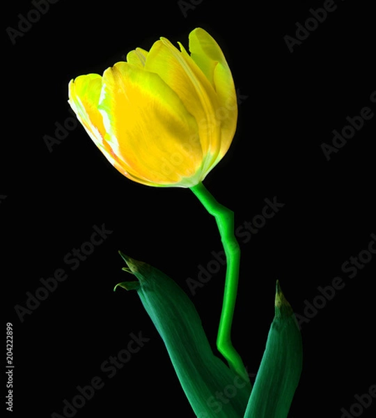 Fototapeta yellow tulip