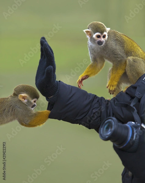 Fototapeta squirrel monkey
