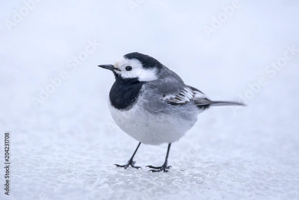 Obraz White wagtail on ice