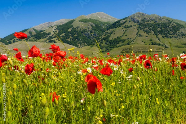 Fototapeta a field of poppies on the italian mountains in spring.