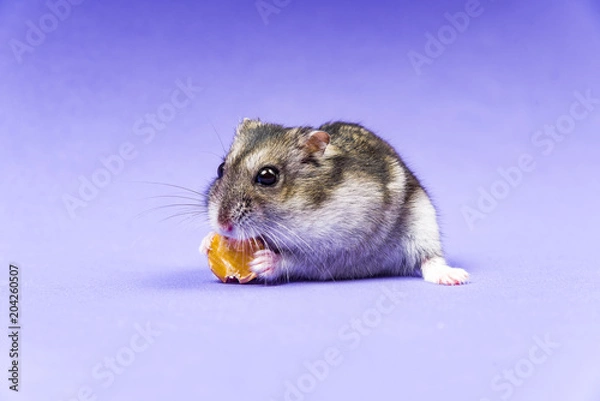 Obraz Hamster gray Siberian on a Lilac Blue background. eats