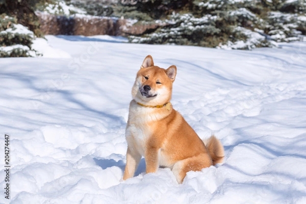 Fototapeta Red Shiba inu dog is playing and running in a snow park in winter