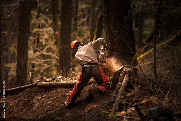 Fototapeta tree cutting