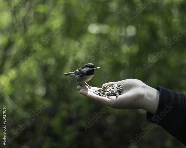 Obraz A bird in the hand....