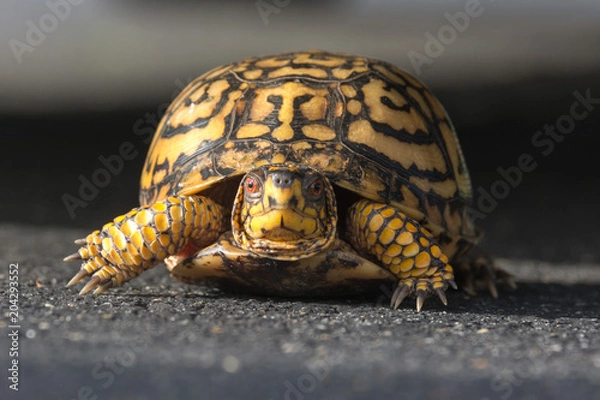Obraz turtle