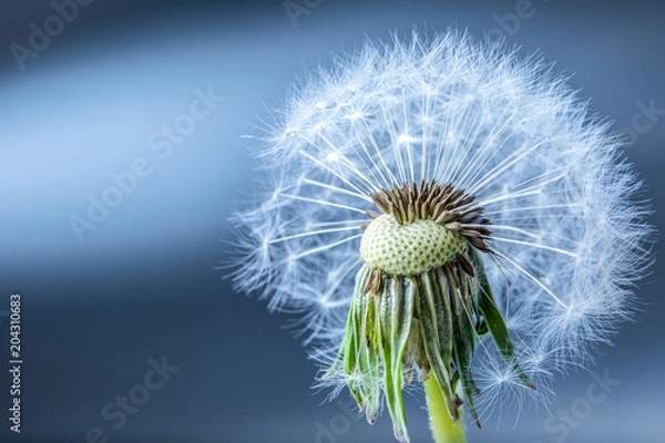 Fototapeta Close-up of dandelion seeds as art blue background