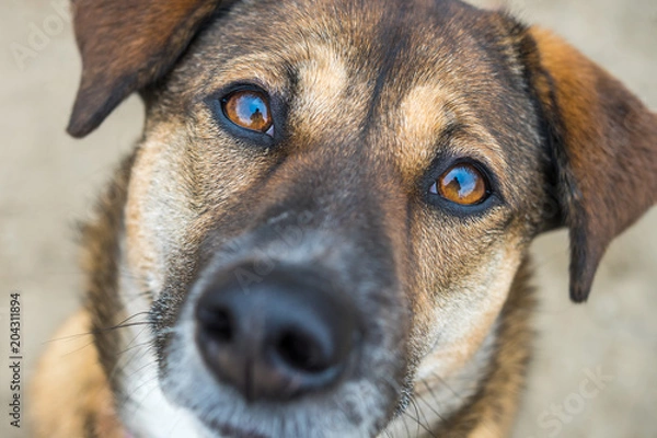 Fototapeta curious dog