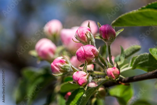 Fototapeta Blossoming cherry trees in spring,Spring Background