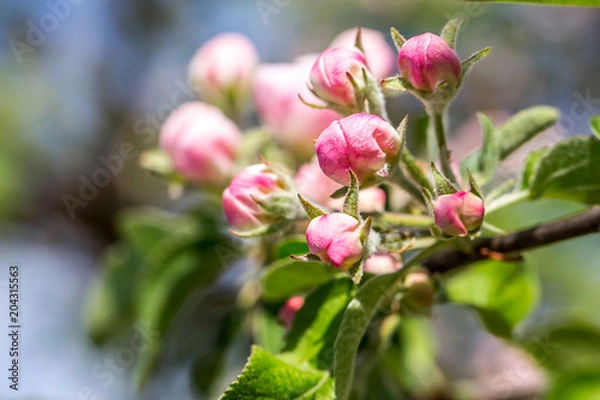 Fototapeta Blossoming cherry trees in spring,Spring Background