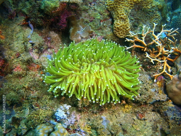Obraz Sea anemone