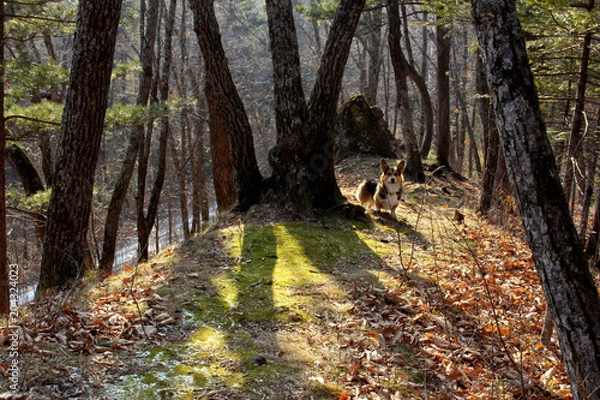 Fototapeta the shadows of the autumn forest and the Corgi dog
