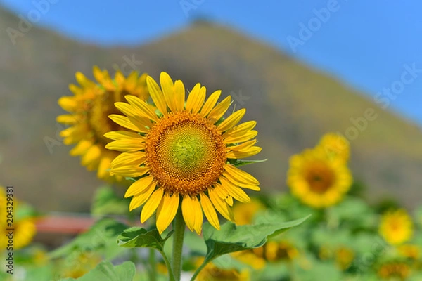 Fototapeta Sunflower 