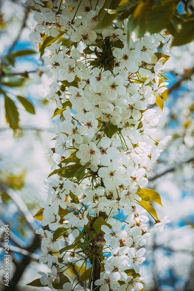 Obraz cherry flowers