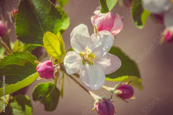 Obraz apple flowers