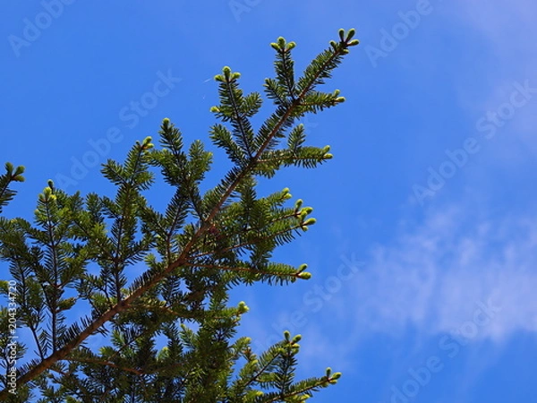 Fototapeta 新緑のモミ