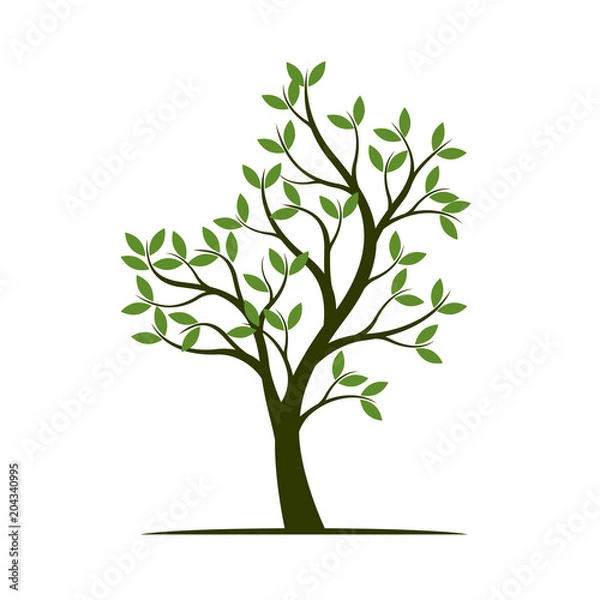 Fototapeta Green Spring Tree. Vector Illustration.