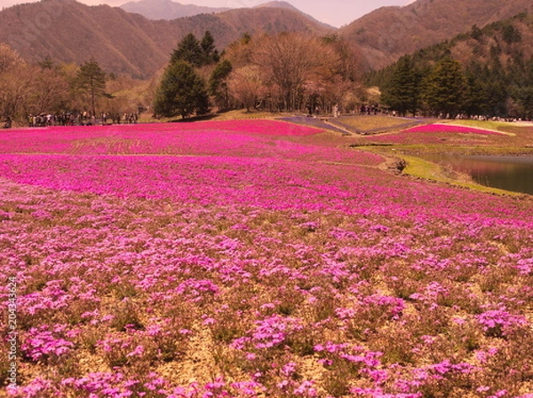 Fototapeta yamanashi