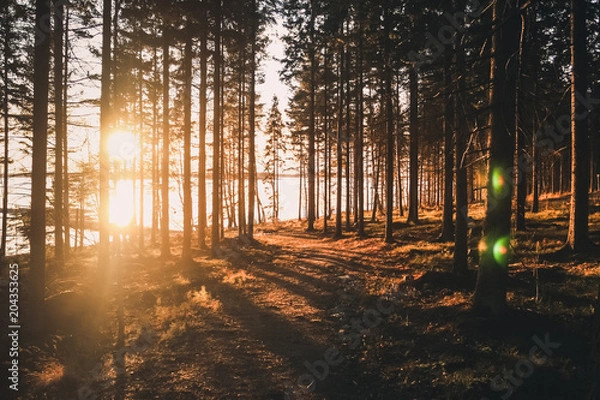 Obraz Forest in finland