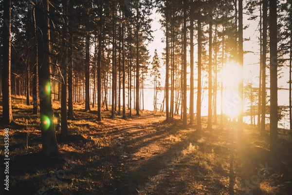 Obraz Forest in finland