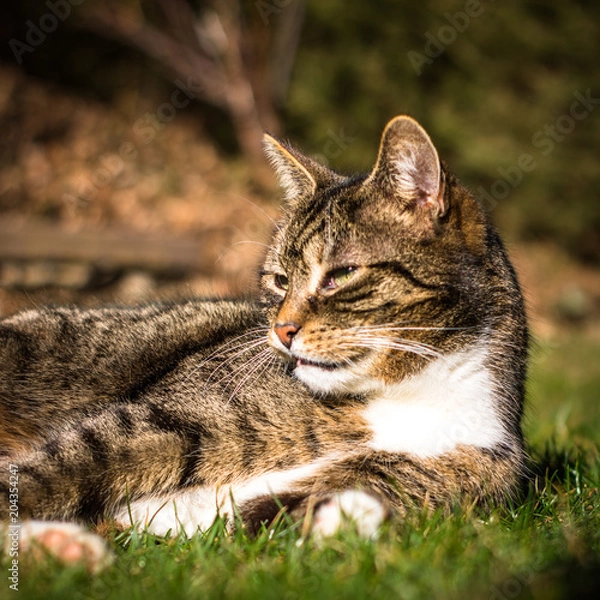 Obraz Sunny Cat