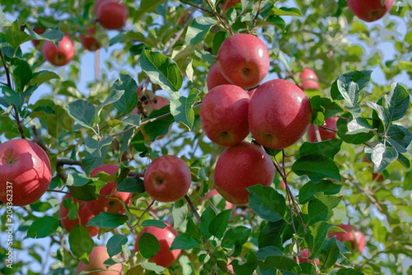 Fototapeta りんご（ふじ）