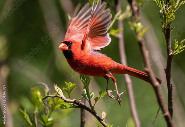 Obraz Cardinal in Flight