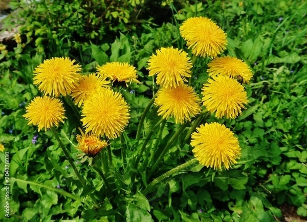 Obraz Mniszek lekarski, Taraxacum officinale, kwitnący
