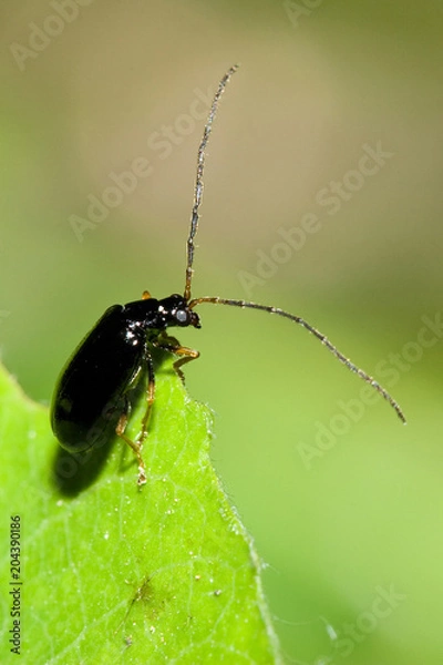 Fototapeta Macrofotografia di un insetto Luperus longicornis