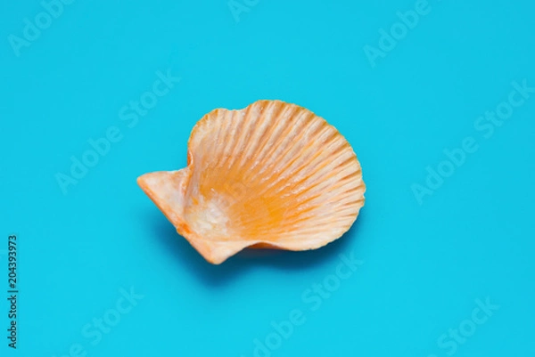 Fototapeta side view scallop shell on a blue background
