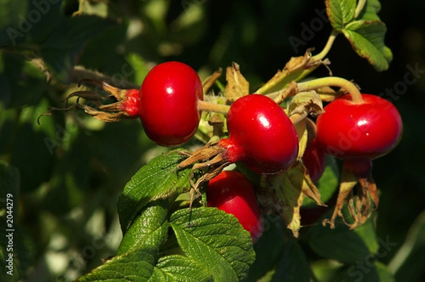 Obraz rosehip
