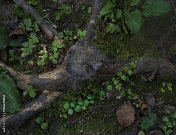 Obraz stump of tree and plant