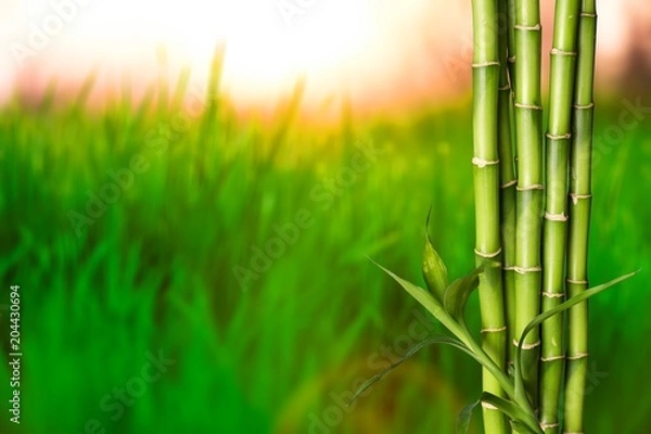 Fototapeta Many bamboo stalks on natural background