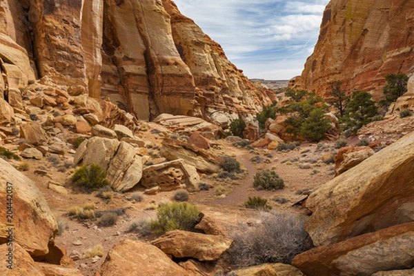 Fototapeta Cohab Canyon Trail, Capitol Reef National Park, Utah. Cohab Canyon’s speckled walls, towering fins, and thin slots are the main attraction in this scenic hike. 