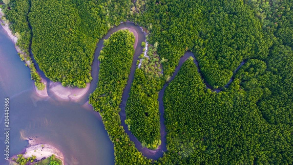 Obraz Aerial view Mangrove forest and canal through the forest.