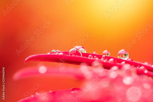 Obraz Macro Petal Water Drop