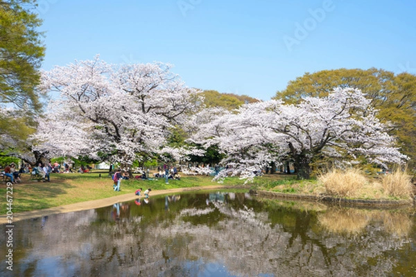 Obraz Tokyo, Japan - April 2, 2018 :Yoyogi Park( Yoyogi kōen) is a park in Shibuya,Tokyo, Japan.Yoyogi Park is popular for Cherry Blossom viewing and picnics.