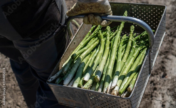 Obraz Asparagus. Fresh Asparagus. Green Asparagus. Picking asparagus to the basket.