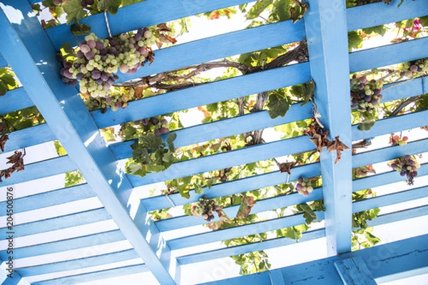 Obraz looking up at blue painted wooden pergola lattice with vines and grapes