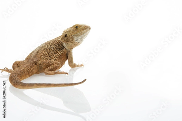 Fototapeta Bartagame