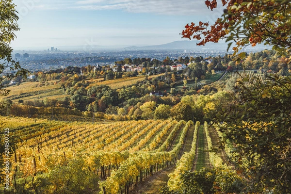 Fototapeta Autumnal view of vineyard in Vienna (Austria)