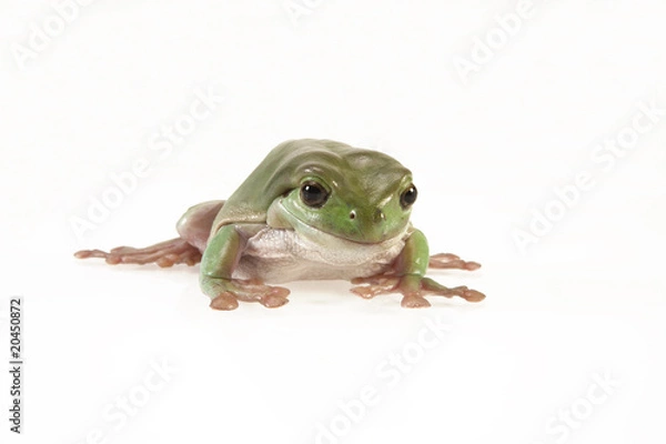 Obraz Trauriger Frosch
