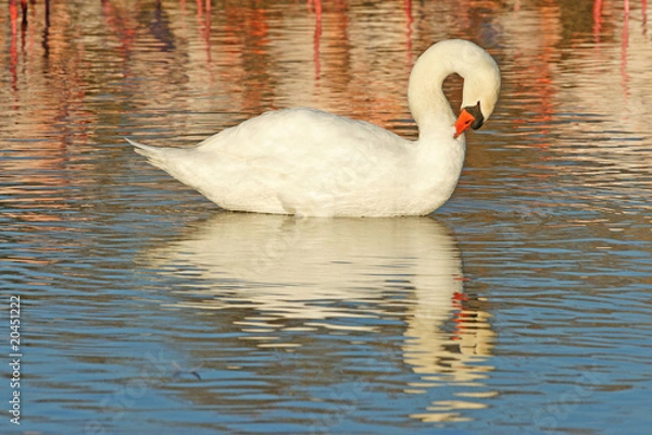 Fototapeta cygne