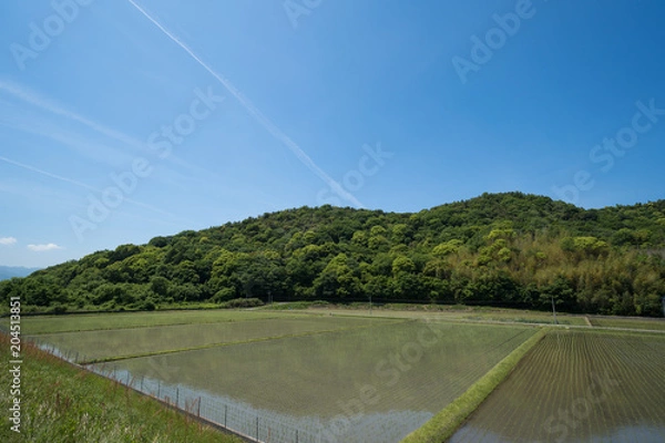 Fototapeta 田植え後の水田