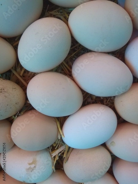 Obraz Eggs