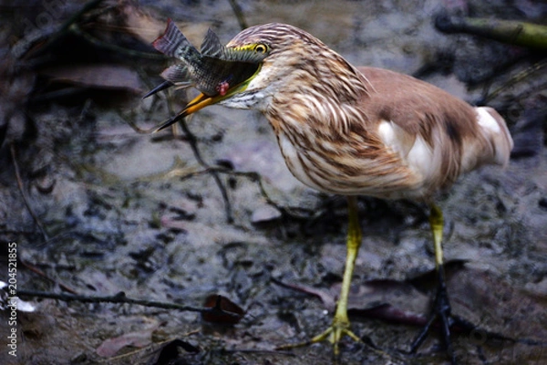Fototapeta Javan pond heron, Bird is catching a small fish with blur background.
