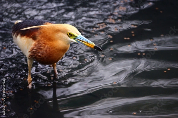 Fototapeta Javan pond heron, Bird is watching for small fish and insect with blur background.