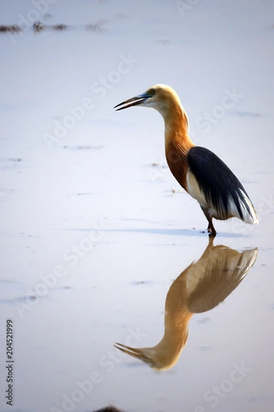 Fototapeta Javan pond heron, Bird is watching for small fish and insect with blur background.