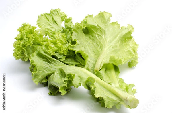 Obraz Fresh Lactuca sativa on white background