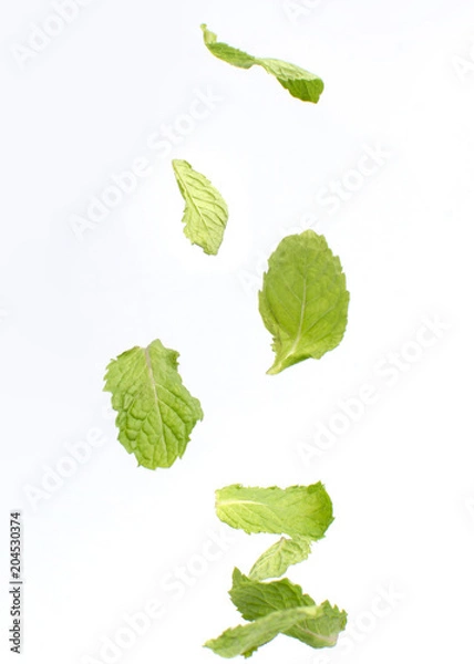 Obraz Fresh mint isolated on white background